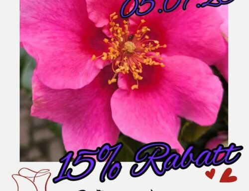 Rosenträume für Ihren Garten, Beet, Balkon – Jetzt entdecken!
