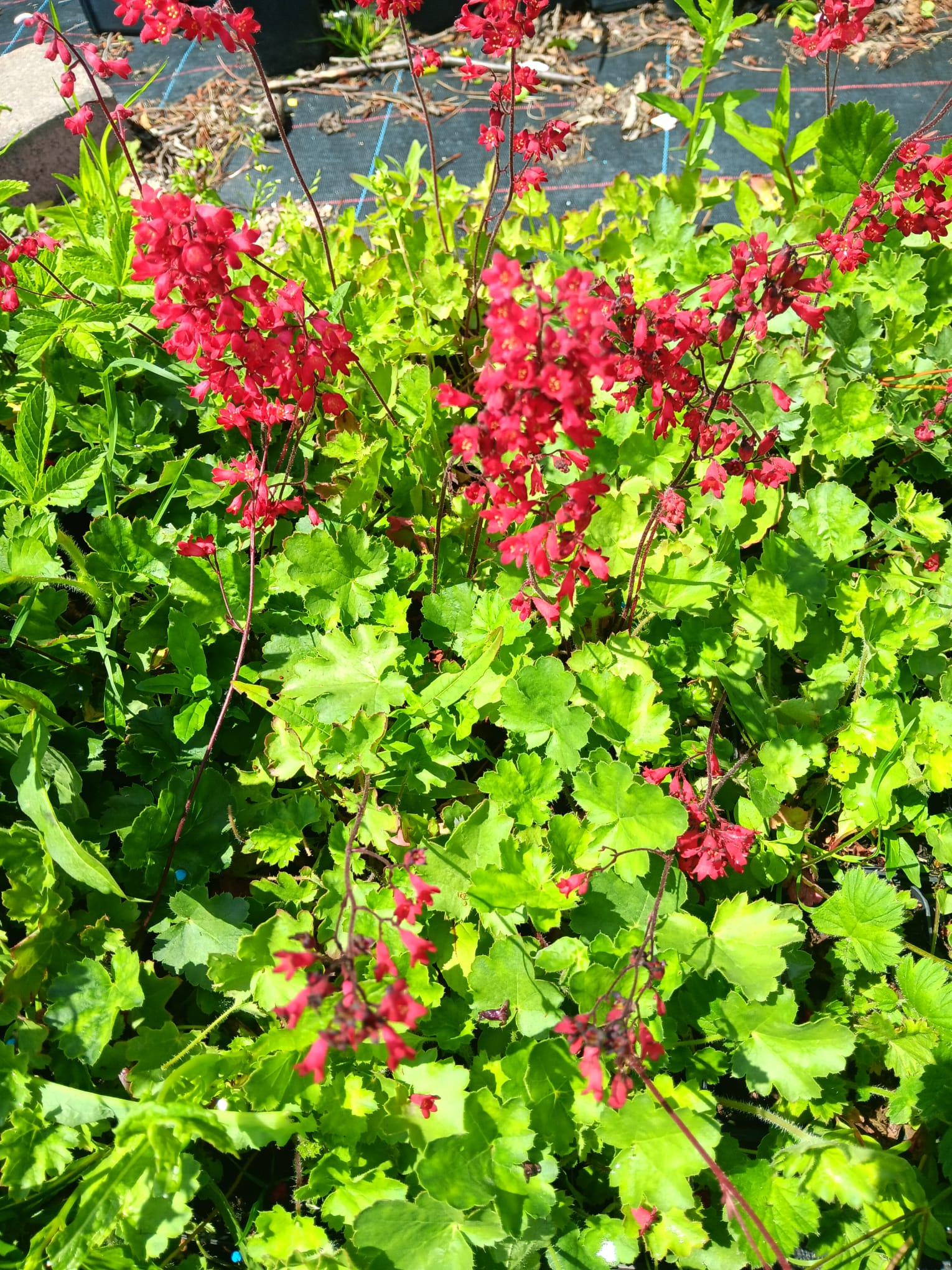 Heuchera sanguinea 'Coral Beauty'
