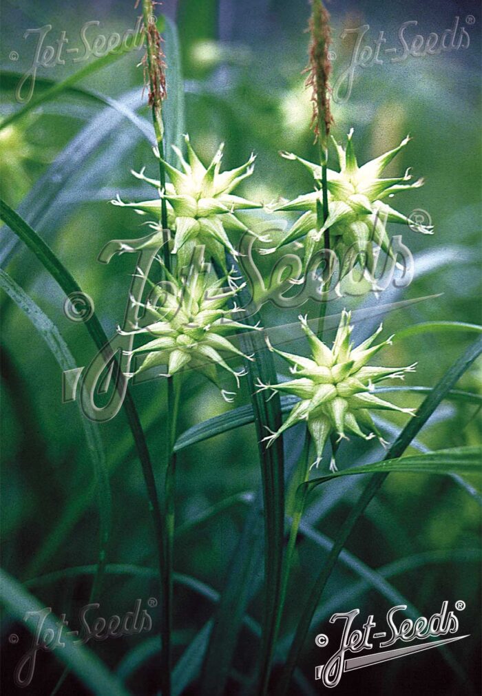 Carex grayi