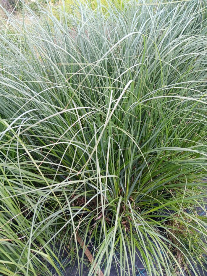 Cortaderia selloana 'Sunningdale Silver'