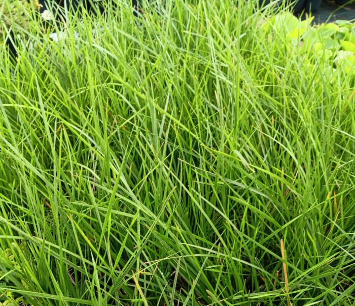 Deschampsia cespitosa 'Bronzeschleier'