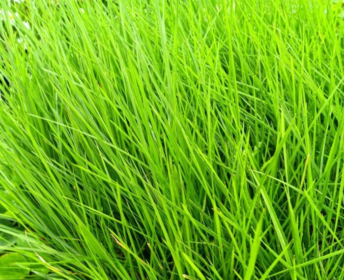 Deschampsia cespitosa 'Goldtau'