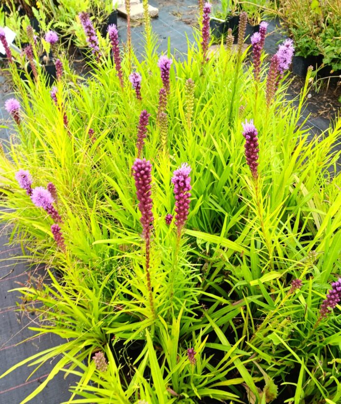 Liatris spicata 'Kobold Strain'
