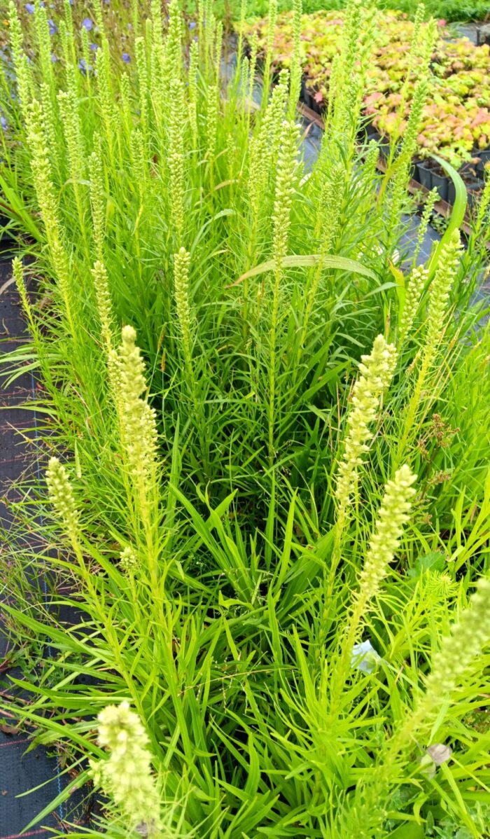 Liatris spicata 'Floristan Weiß'