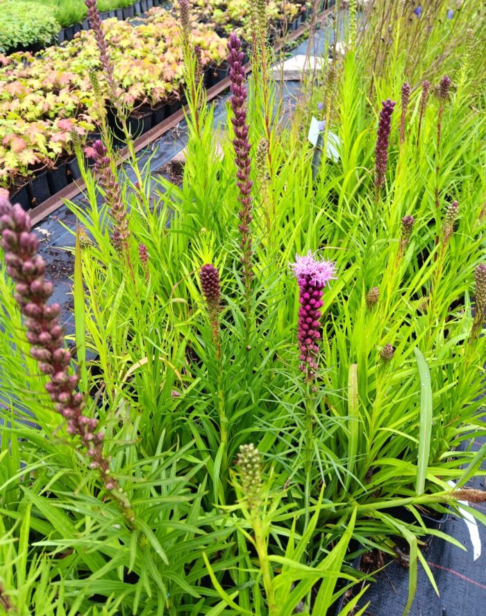 Liatris spicata 'Floristan Violett'