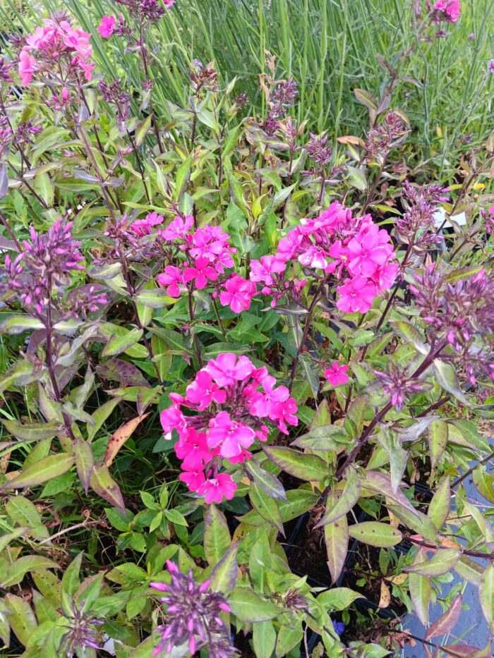 Phlox paniculata 'Spitfire'