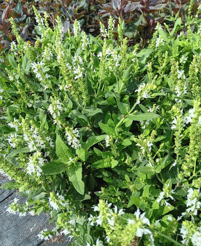 Salvia nemorosa 'Schneehügel'