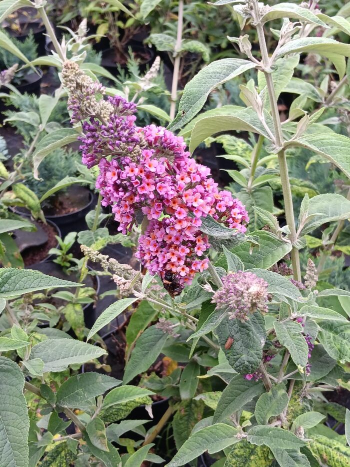 Buddleja davidii 'Flower Power'