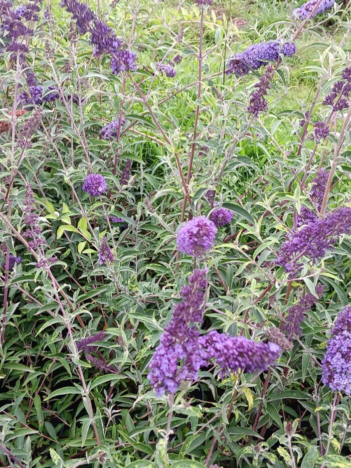 Buddleja davidii 'Empire Blue'