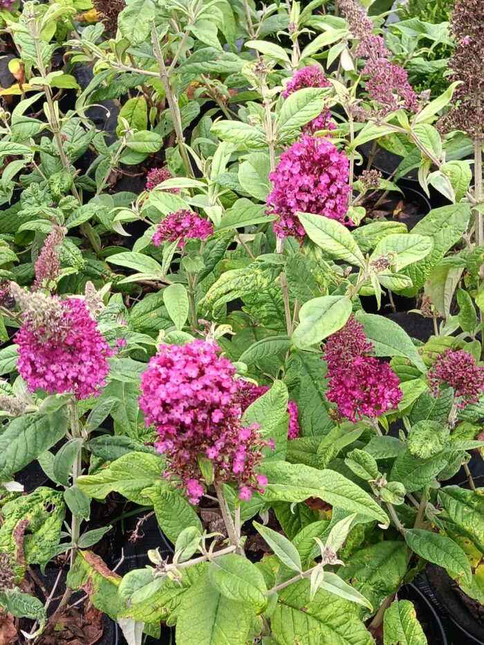 Buddleja davidii 'Reve de Papillon Red'