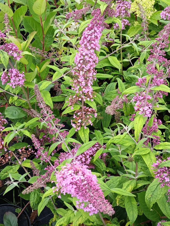 Buddleja davidii 'Pink Delight'