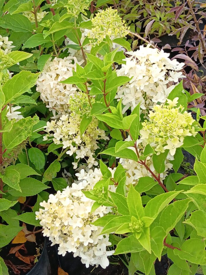 Hydrangea paniculata 'Skyfall'