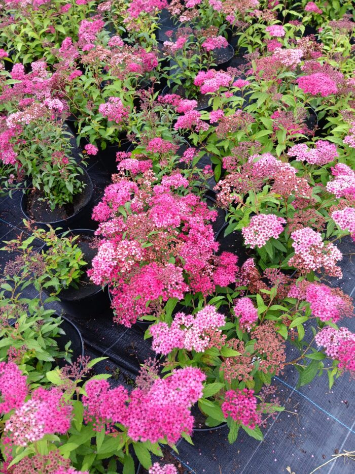 Spiraea bumalda 'Anthony Waterer'
