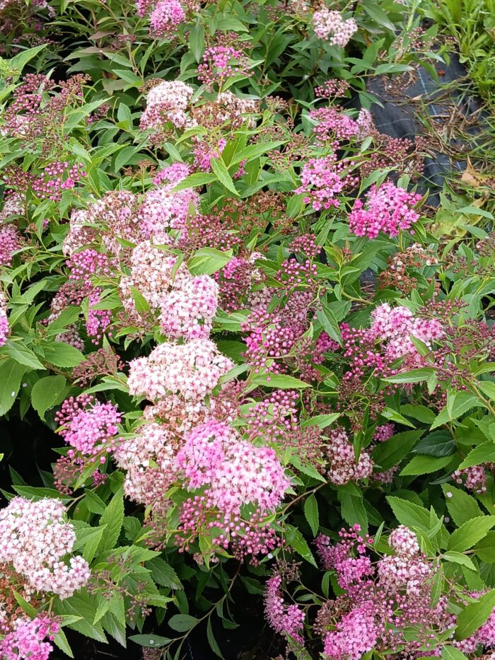 Spiraea japonica 'Shirobana'