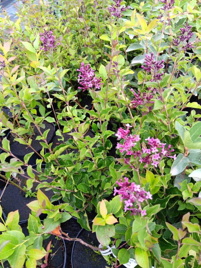 Syringa Bloomerang® 'Dark Purple'
