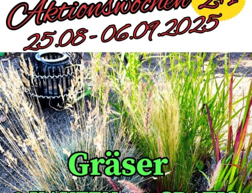 Gräser sind im Angebot. Vom 25.08.2025 bis zum 06.09.2025 gilt die folgende Aktion: 2 kaufen, 1 gratis dazu.