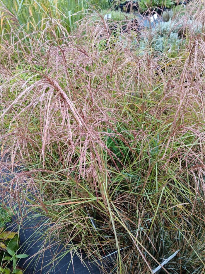 Miscanthus sinensis 'Pink Cloud'