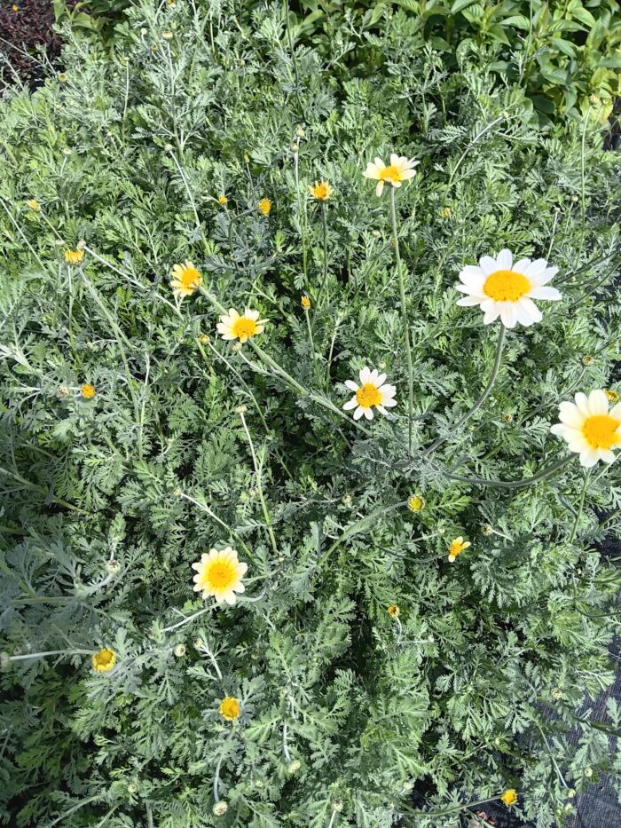 Anthemis tinctoria 'Sauce Hollandaise'