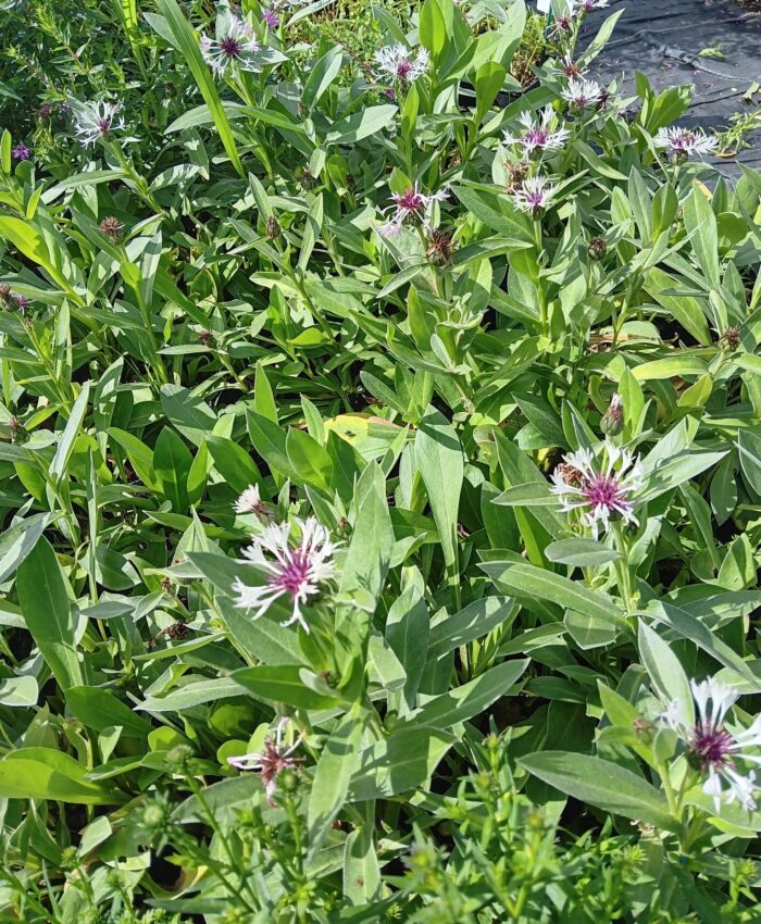Centaurea montana 'Amethyst in Snow'