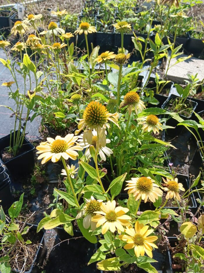 Echinacea Purp.-Hybr. 'Mellow Yellows'