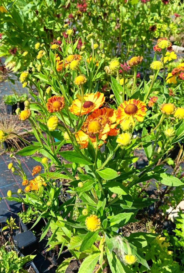 Helenium 'Feuersiegel'