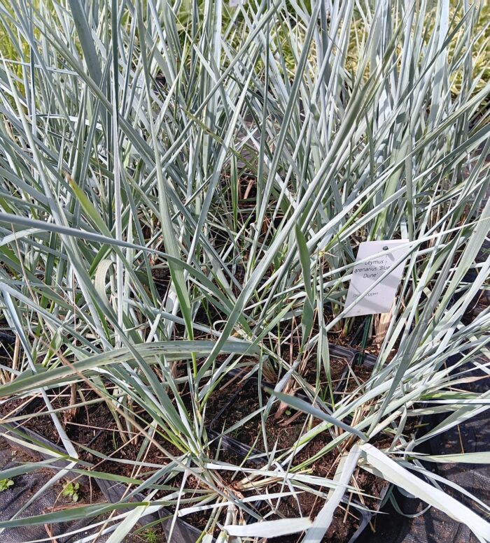 Leymus arenarius 'Blue Dune' – Bild 2