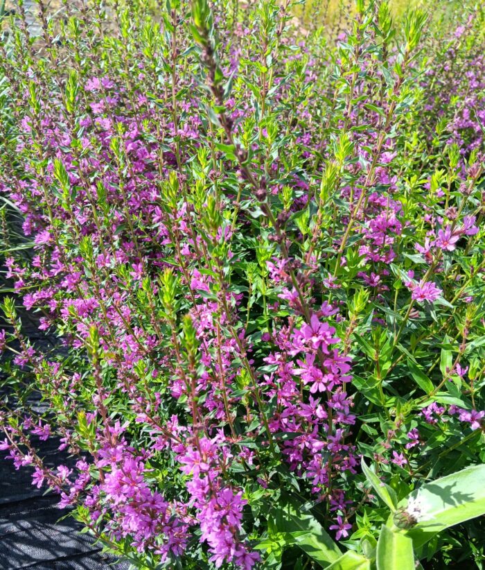 Lythrum virgatum 'Dropmore Purple'