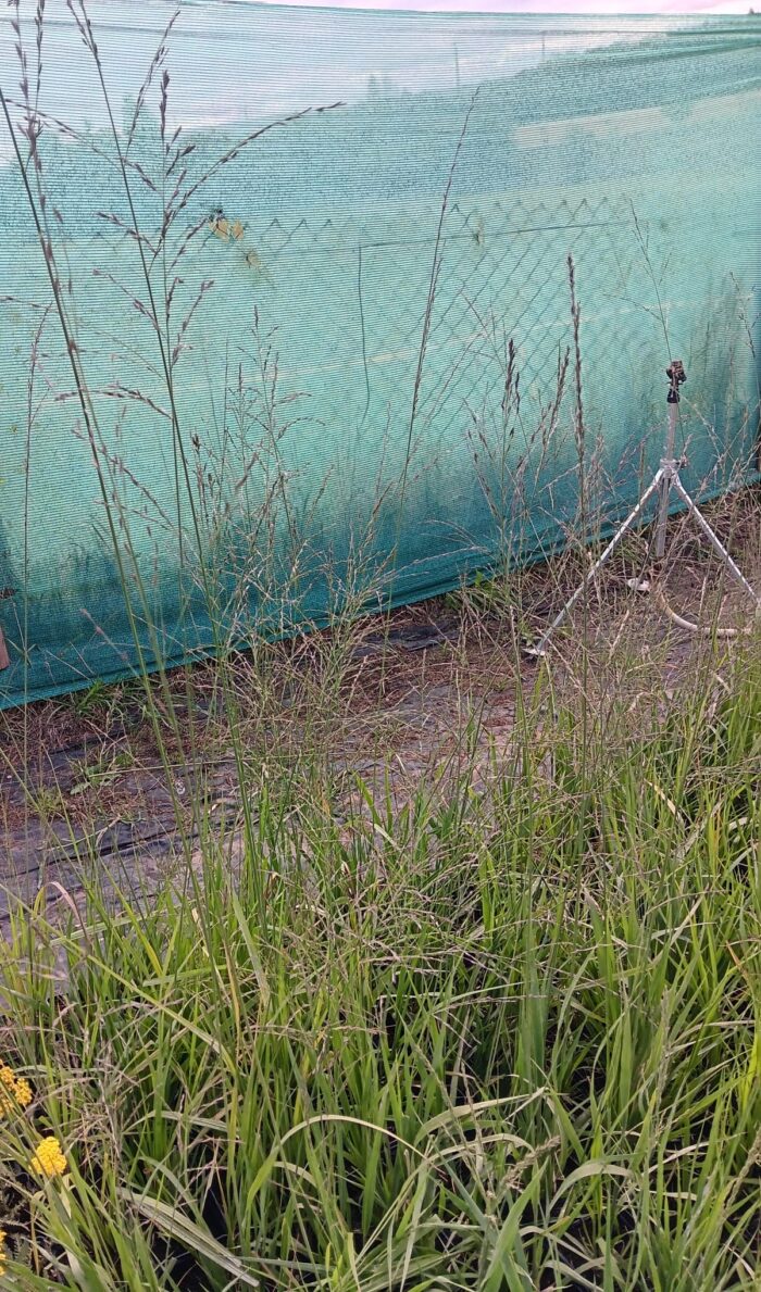 Molinia caerulea ''Transparent' – Bild 3