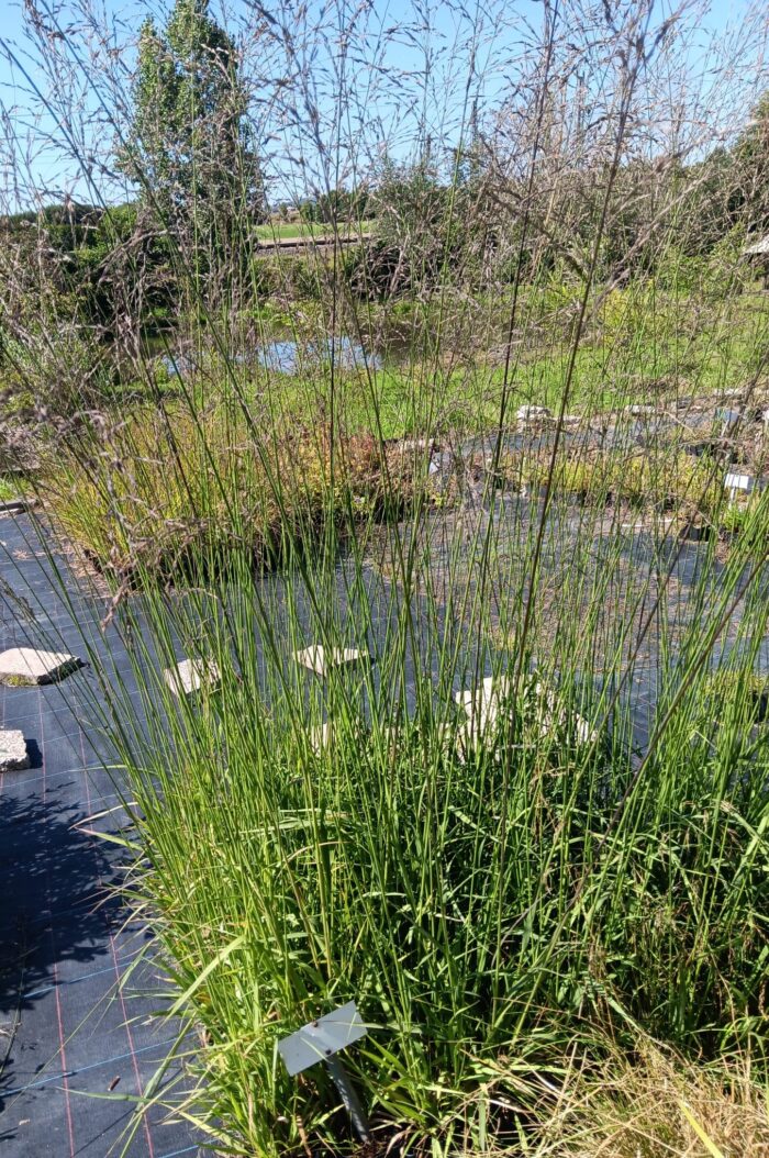 Molinia caerulea ''Transparent'