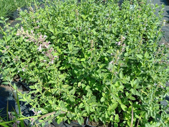 Nepeta grandiflora 'Dawn to Dusk'