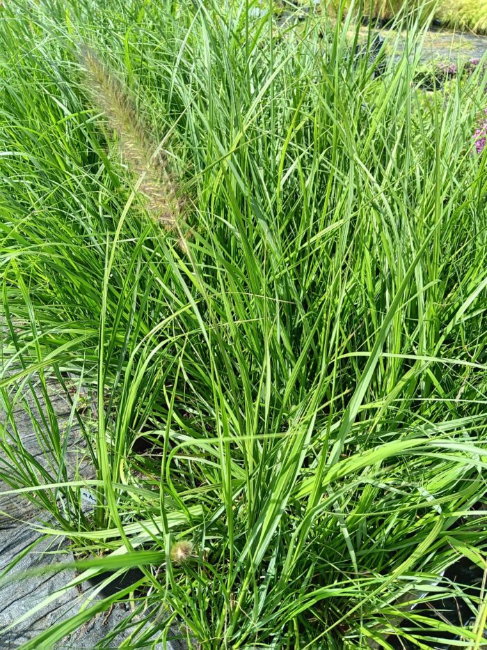 Pennisetum alopecuroides 'Red Head'