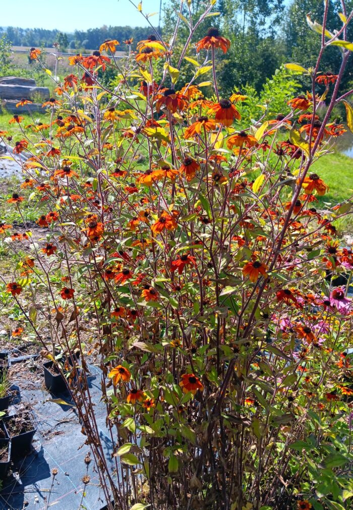 Rudbeckia triloba 'Prairie Glow'