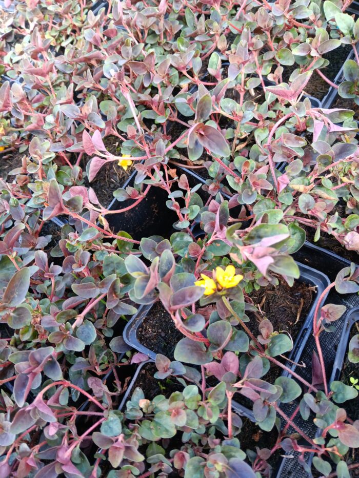 Lysimachia congestiflora 'Persian Chocolate'