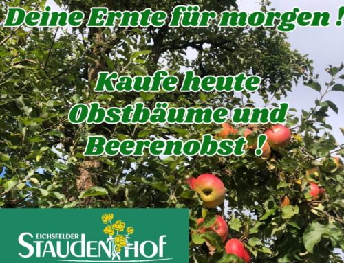 Kaufe jetzt Obstbäume & Beerenobst im Eichsfelder Staudenhof